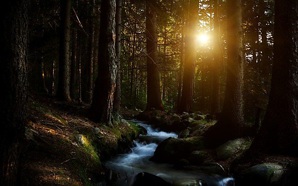 Stream Hatter Forest Water Stream háttérkép